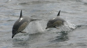 Social and inquisitive, common dolphins often approach boats and bowride